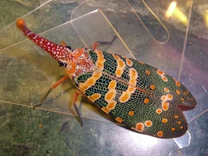 Vietnam's Exotic Flying Elephant Insect Is a Masterpiece of Nature - image 6