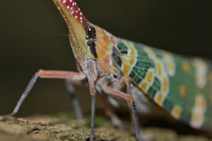 Vietnam's Exotic Flying Elephant Insect Is a Masterpiece of Nature - image 3