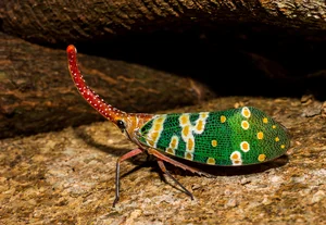 Vietnam's Exotic Flying Elephant Insect Is a Masterpiece of Nature - image 4