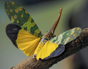 Vietnam's Exotic Flying Elephant Insect Is a Masterpiece of Nature - image 1