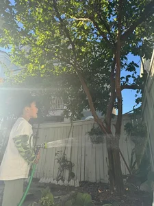 A Glimpse Into the Serene Garden of Late Singer Phi Nhung's US Home - image 7