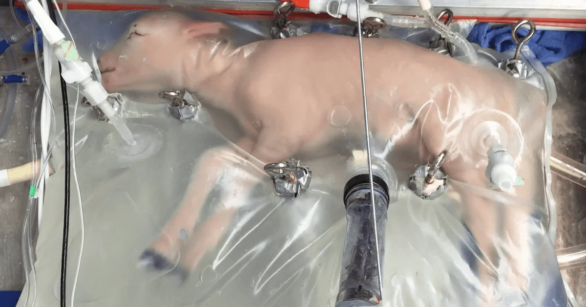 The Future of Medicine: World’s First Surrogacy Robot Expected in 2026