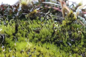 The Fight for Survival: Identifying the Threats to Tibet's Rare 'Living Fossil' Species - image 0