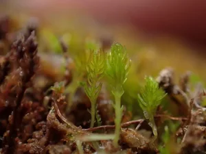 The Fight for Survival: Identifying the Threats to Tibet's Rare 'Living Fossil' Species - image 6