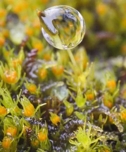 The Fight for Survival: Identifying the Threats to Tibet's Rare 'Living Fossil' Species - image 1