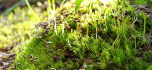 The Fight for Survival: Identifying the Threats to Tibet's Rare 'Living Fossil' Species - image 2