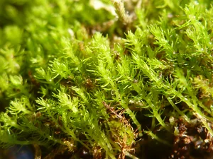 The Fight for Survival: Identifying the Threats to Tibet's Rare 'Living Fossil' Species - image 3