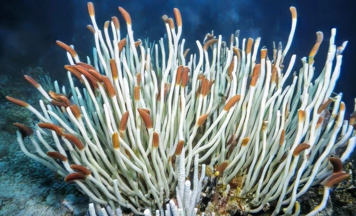 Deep Sea Discovery: Unique Marine Ecosystems Thriving on Chemicals