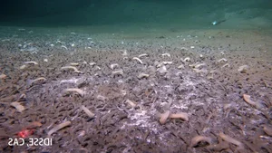 Deep Sea Discovery: Unique Marine Ecosystems Thriving on Chemicals - image 1