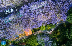 A Purple Dream: The Breathtaking Jacaranda Blossoms of China - image 14