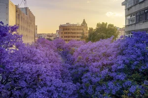 A Purple Dream: The Breathtaking Jacaranda Blossoms of China - image 17