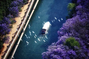 A Purple Dream: The Breathtaking Jacaranda Blossoms of China - image 69