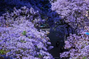 A Purple Dream: The Breathtaking Jacaranda Blossoms of China - image 104