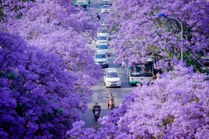 A Purple Dream: The Breathtaking Jacaranda Blossoms of China - image 91