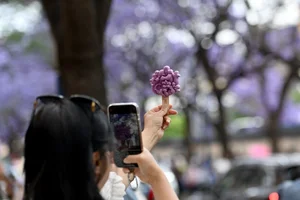 A Purple Dream: The Breathtaking Jacaranda Blossoms of China - image 72