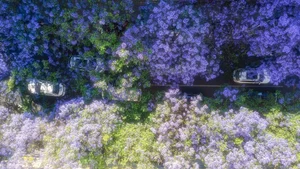 A Purple Dream: The Breathtaking Jacaranda Blossoms of China - image 21