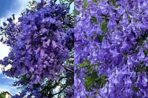 A Purple Dream: The Breathtaking Jacaranda Blossoms of China - image 95