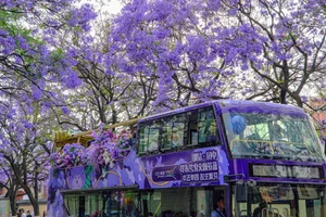 A Purple Dream: The Breathtaking Jacaranda Blossoms of China - image 56