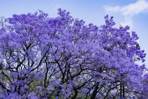 A Purple Dream: The Breathtaking Jacaranda Blossoms of China - image 60