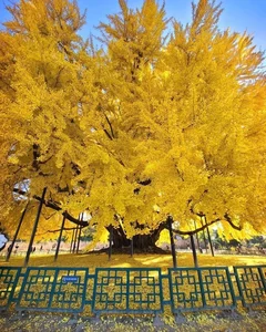 Breathtaking Autumn: The 800-Year-Old Golden Ginkgo Tree of South Korea - image 5
