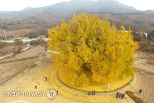 Breathtaking Autumn: The 800-Year-Old Golden Ginkgo Tree of South Korea - image 7