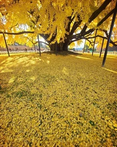 Breathtaking Autumn: The 800-Year-Old Golden Ginkgo Tree of South Korea - image 9