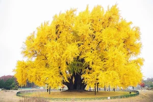 Breathtaking Autumn: The 800-Year-Old Golden Ginkgo Tree of South Korea - image 2
