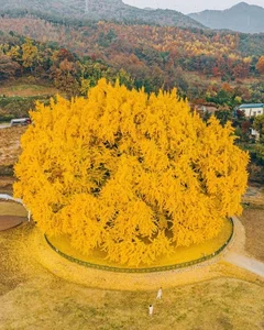 Breathtaking Autumn: The 800-Year-Old Golden Ginkgo Tree of South Korea - image 3