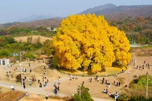 Breathtaking Autumn: The 800-Year-Old Golden Ginkgo Tree of South Korea - image 4