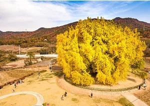 Breathtaking Autumn: The 800-Year-Old Golden Ginkgo Tree of South Korea - image 8