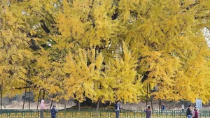Breathtaking Autumn: The 800-Year-Old Golden Ginkgo Tree of South Korea - image 0