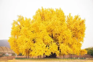Breathtaking Autumn: The 800-Year-Old Golden Ginkgo Tree of South Korea - image 1
