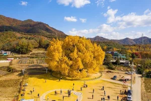 Breathtaking Autumn: The 800-Year-Old Golden Ginkgo Tree of South Korea - image 6