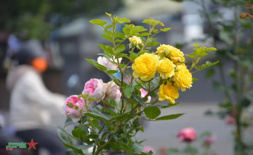 Da Lat: Discovering the Romantic Charm of Vietnam's City of Love