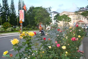 Da Lat: Discovering the Romantic Charm of Vietnam's City of Love - image 6