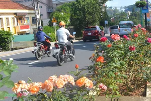 Da Lat: Discovering the Romantic Charm of Vietnam's City of Love - image 2