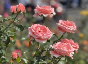 Da Lat: Discovering the Romantic Charm of Vietnam's City of Love - image 1