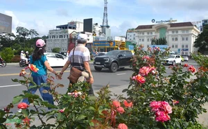 Da Lat: Discovering the Romantic Charm of Vietnam's City of Love - image 8