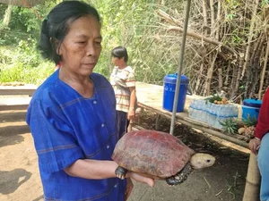 Mysterious 'Sacred Turtle' Appearance During Songkran Festival Sparks Local Devotion - image 4