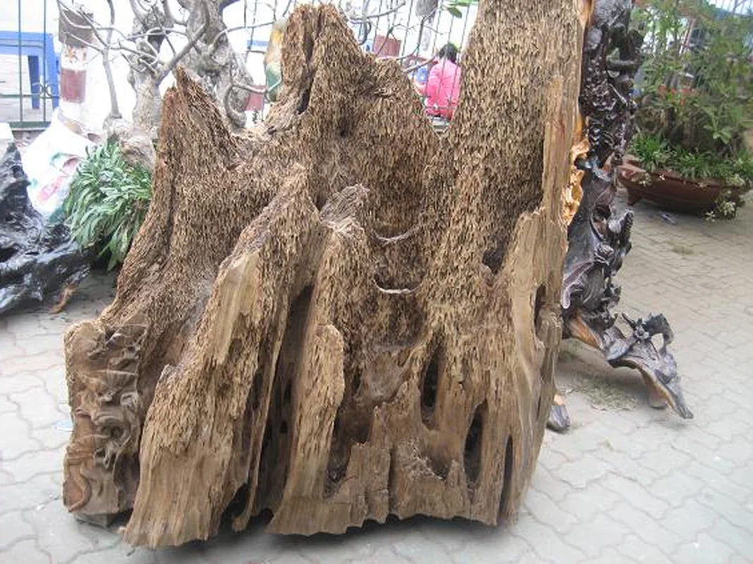 Fisherman Discovers Hidden Fortune Inside a Piece of Rotten Wood Found at Sea