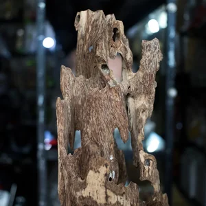 Fisherman Discovers Hidden Fortune Inside a Piece of Rotten Wood Found at Sea - image 1