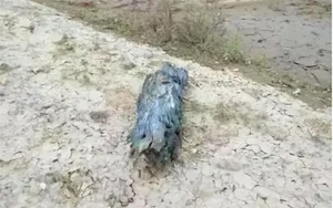 Fisherman Discovers Hidden Fortune Inside a Piece of Rotten Wood Found at Sea - image 2