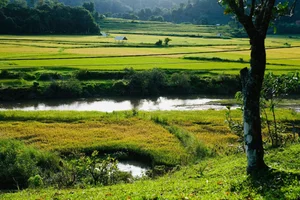 Mang Den Harvest Season: Cultural Stories from the Mo Nam People - image 6