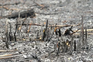 Devastating Environmental Impact: Withered Forests in Vietnam After Typhoon Yagi - image 3