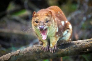 15 Fascinating Facts About Quolls: Australia’s Unique Spotted Marsupials - image 13