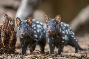 15 Fascinating Facts About Quolls: Australia’s Unique Spotted Marsupials - image 1