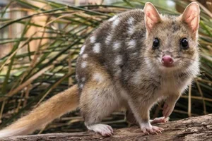 15 Fascinating Facts About Quolls: Australia’s Unique Spotted Marsupials - image 9