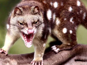 15 Fascinating Facts About Quolls: Australia’s Unique Spotted Marsupials - image 3