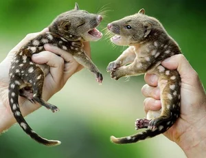 15 Fascinating Facts About Quolls: Australia’s Unique Spotted Marsupials - image 0