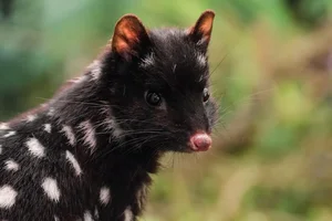 15 Fascinating Facts About Quolls: Australia’s Unique Spotted Marsupials - image 11